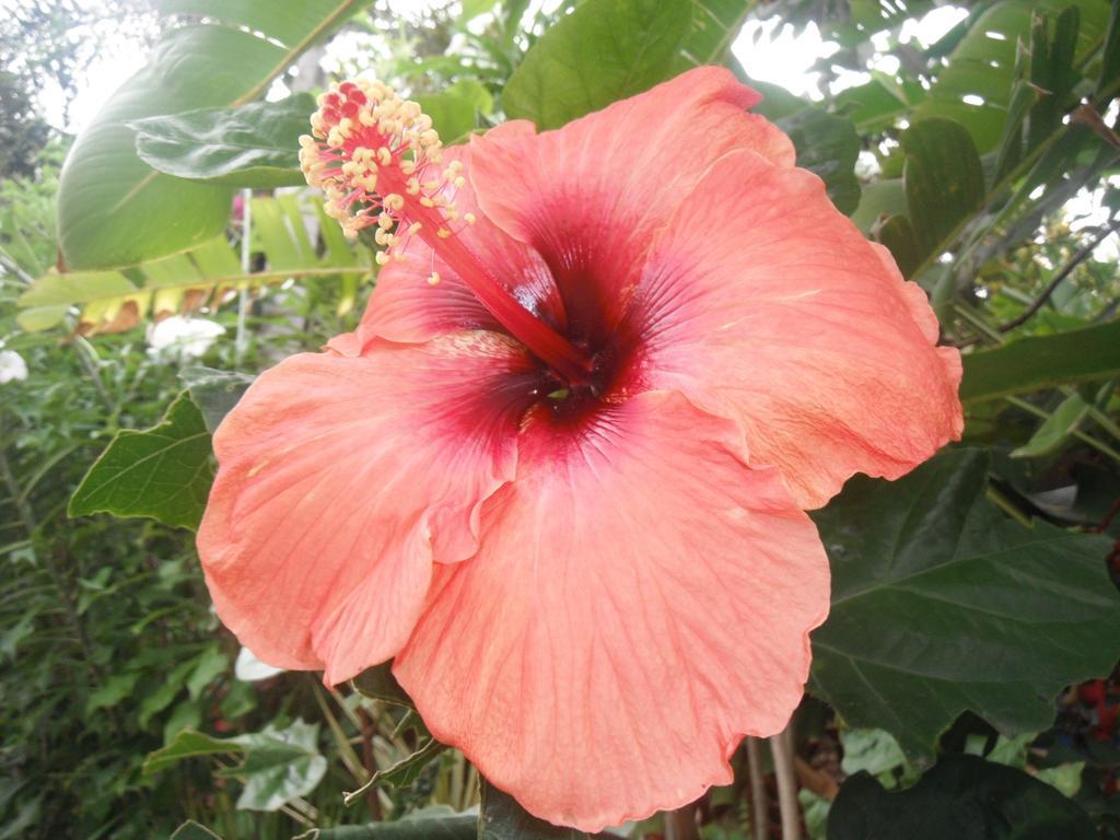 Classique International In Dominica Marigot Dış mekan fotoğraf