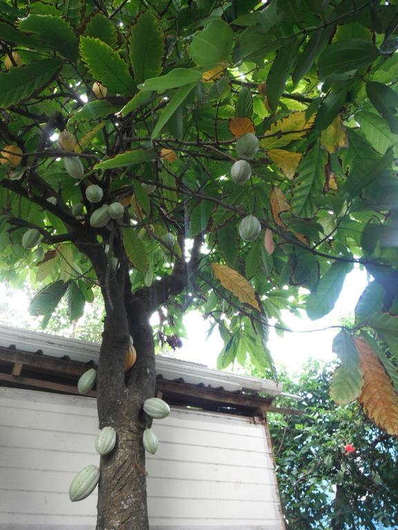 Classique International In Dominica Marigot Oda fotoğraf