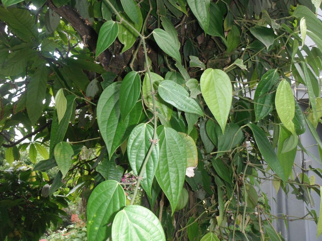 Classique International In Dominica Marigot Oda fotoğraf