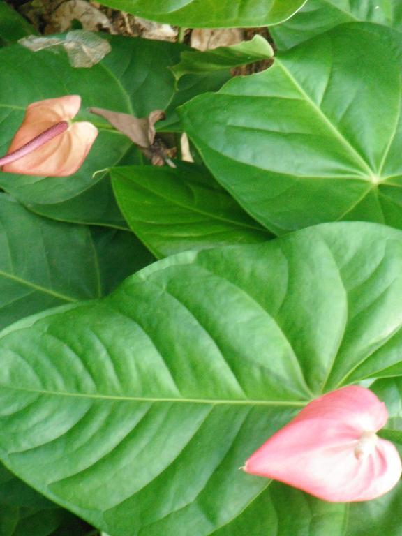 Classique International In Dominica Marigot Dış mekan fotoğraf