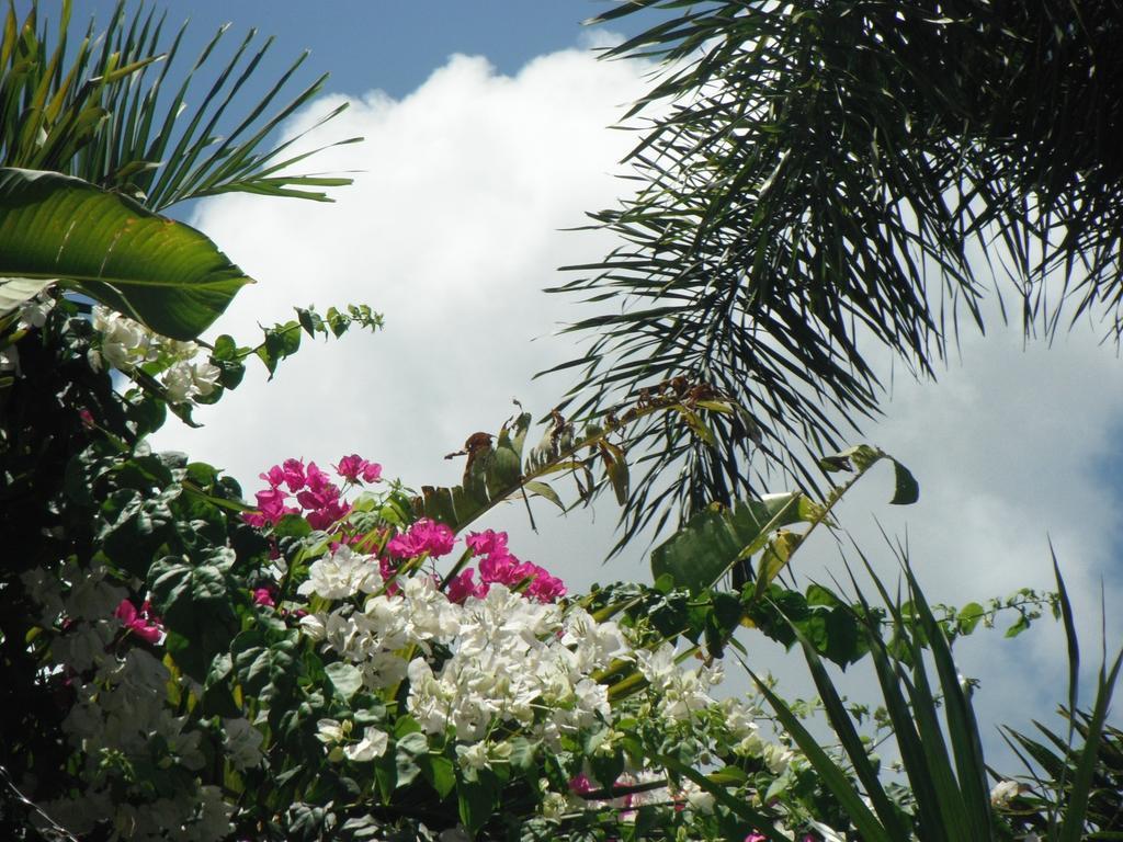 Classique International In Dominica Marigot Oda fotoğraf